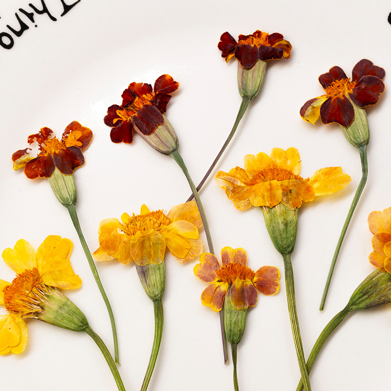 Dried Flower Pressed - 100Pcs Marigold Real Flower Pressed Flower