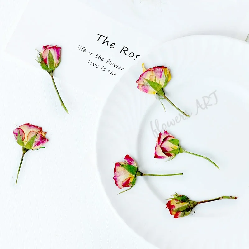 Pressed Rose Bud Flower Petals - Dried Flower Pressed บทวิจารณ์และราคา