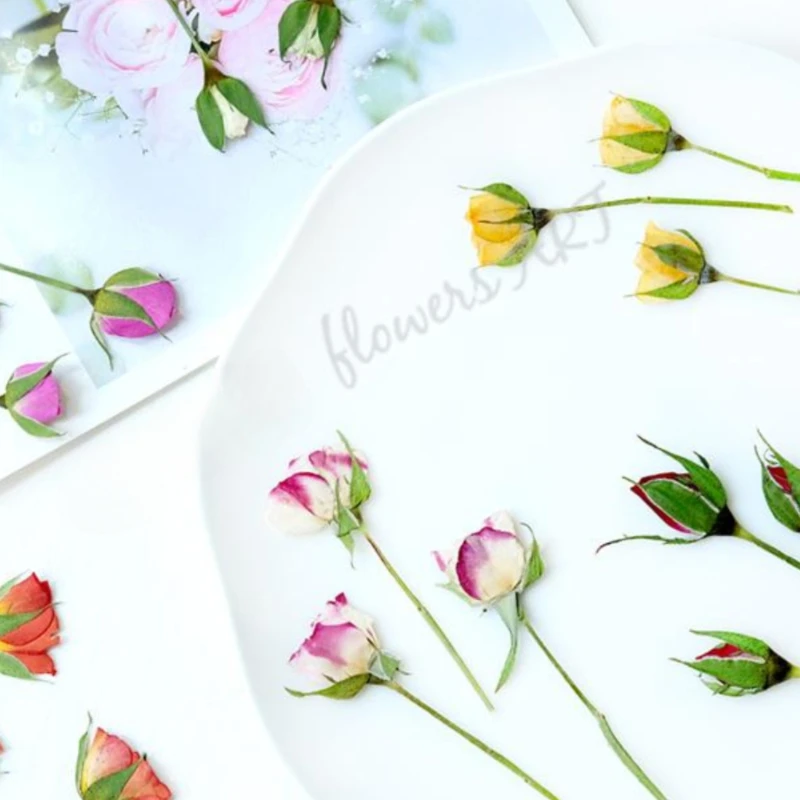 Pressed Rose Bud Flower Petals - Dried Flower Pressed บทวิจารณ์และราคา