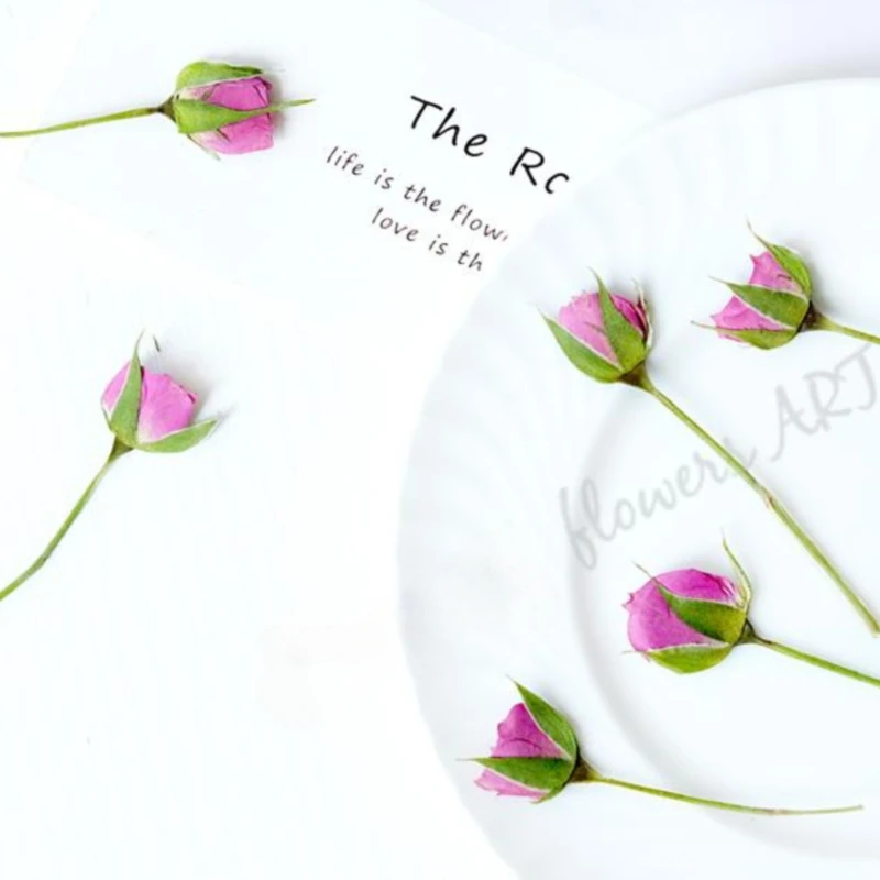 Pressed Rose Bud Flower Petals - Dried Flower Pressed บทวิจารณ์และราคา