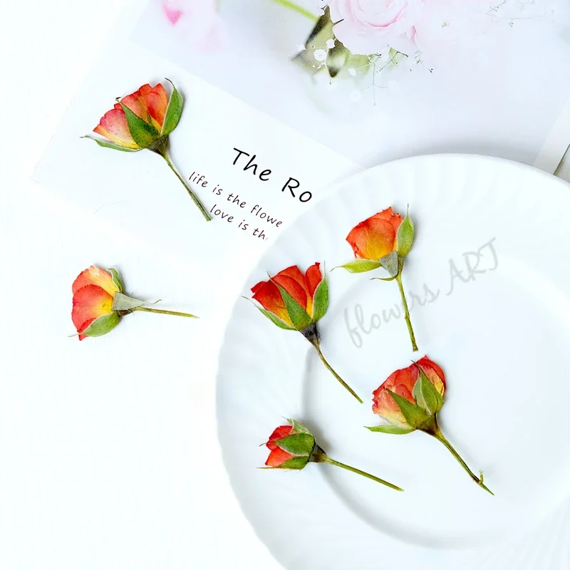 Pressed Rose Bud Flower Petals - Dried Flower Pressed บทวิจารณ์และราคา