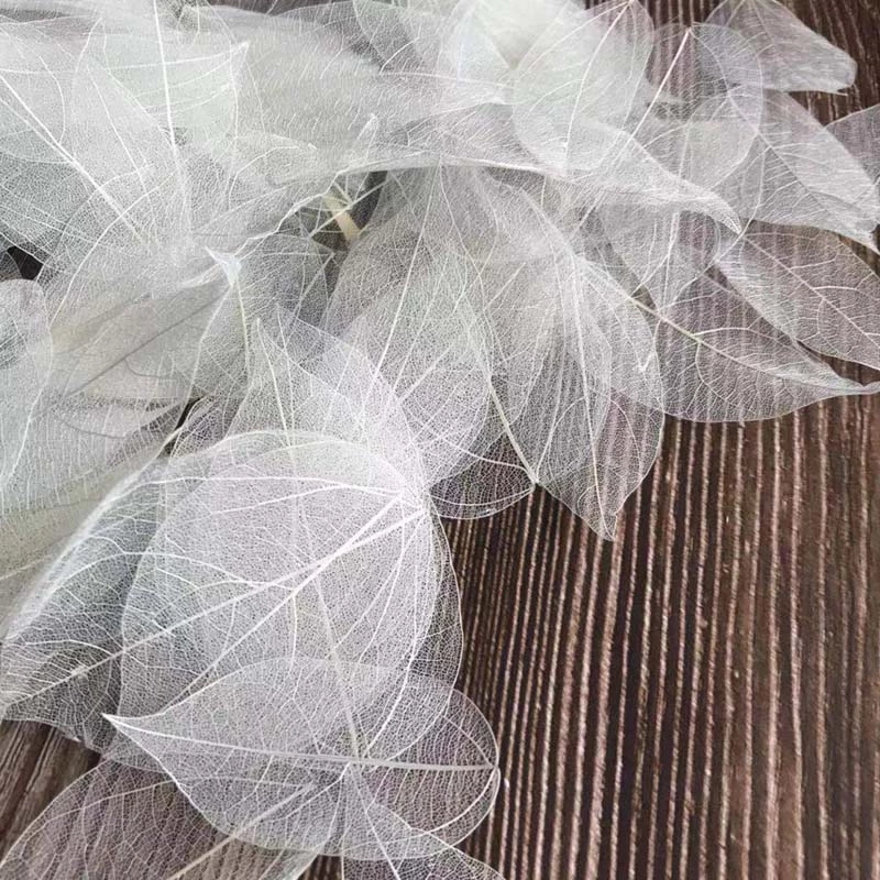 5~9CM*2~3.5CM,100PCS/Set,Real  - Dried Flower Pressed บทวิจารณ์และราคา