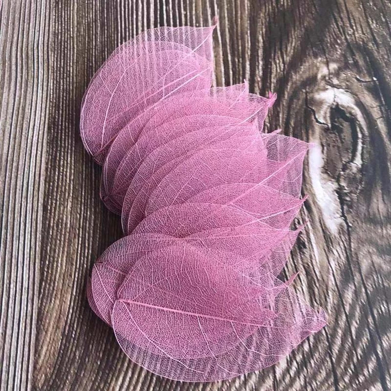 5~9CM*2~3.5CM,100PCS/Set,Real  - Dried Flower Pressed บทวิจารณ์และราคา