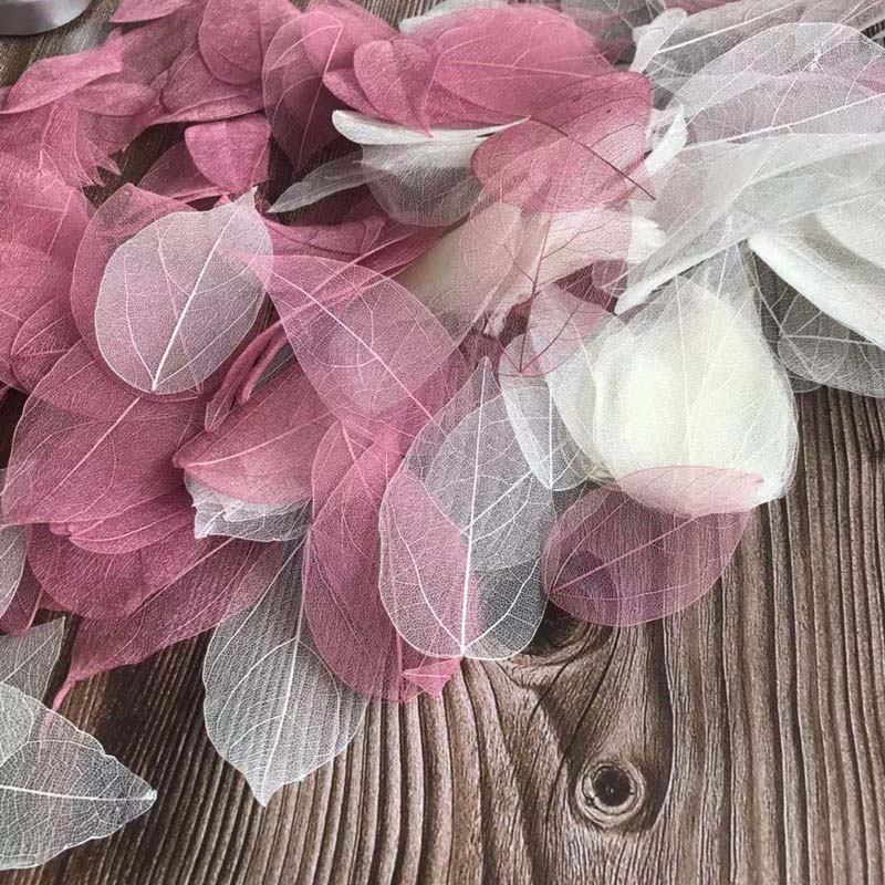 5~9CM*2~3.5CM,100PCS/Set,Real  - Dried Flower Pressed บทวิจารณ์และราคา