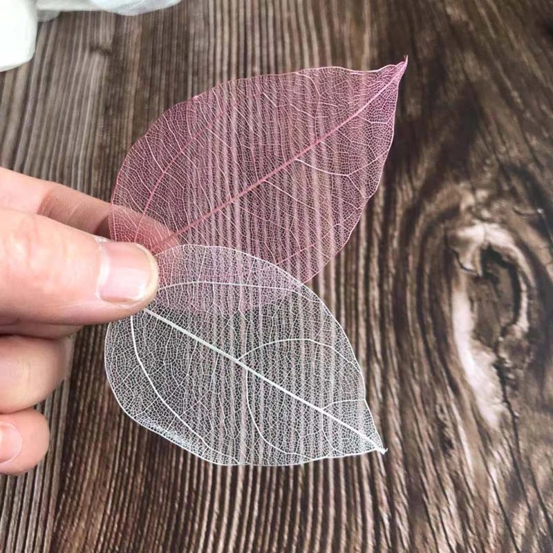5~9CM*2~3.5CM,100PCS/Set,Real  - Dried Flower Pressed บทวิจารณ์และราคา