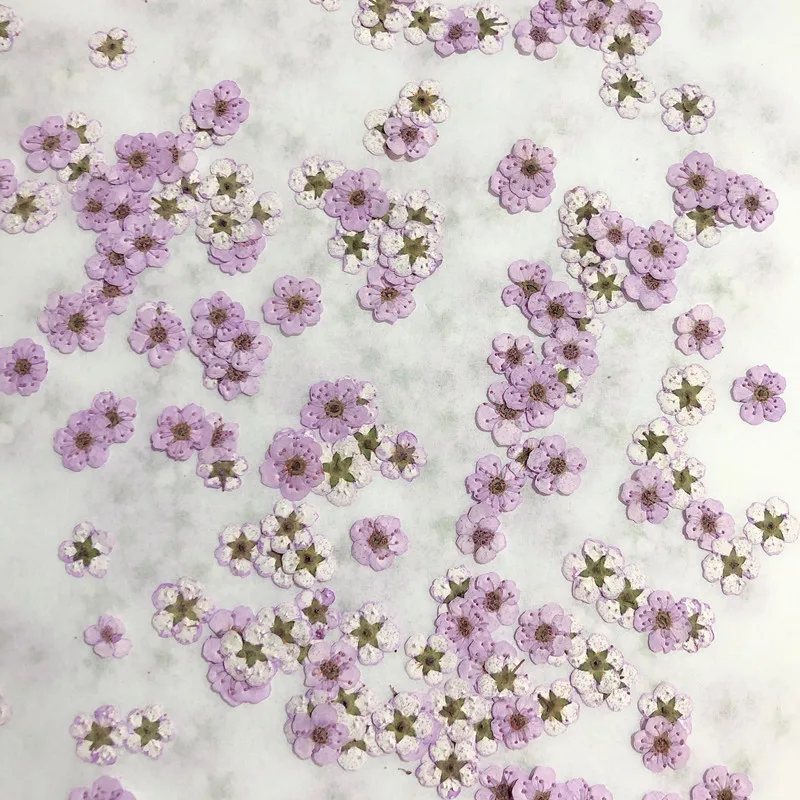 Pressed Mini Narcissus Dried F - Dried Flower Pressed บทวิจารณ์และราคา