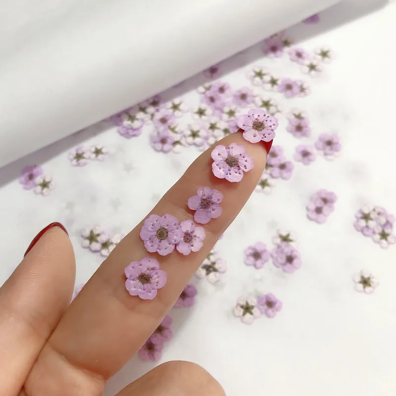 Pressed Mini Narcissus Dried F - Dried Flower Pressed บทวิจารณ์และราคา