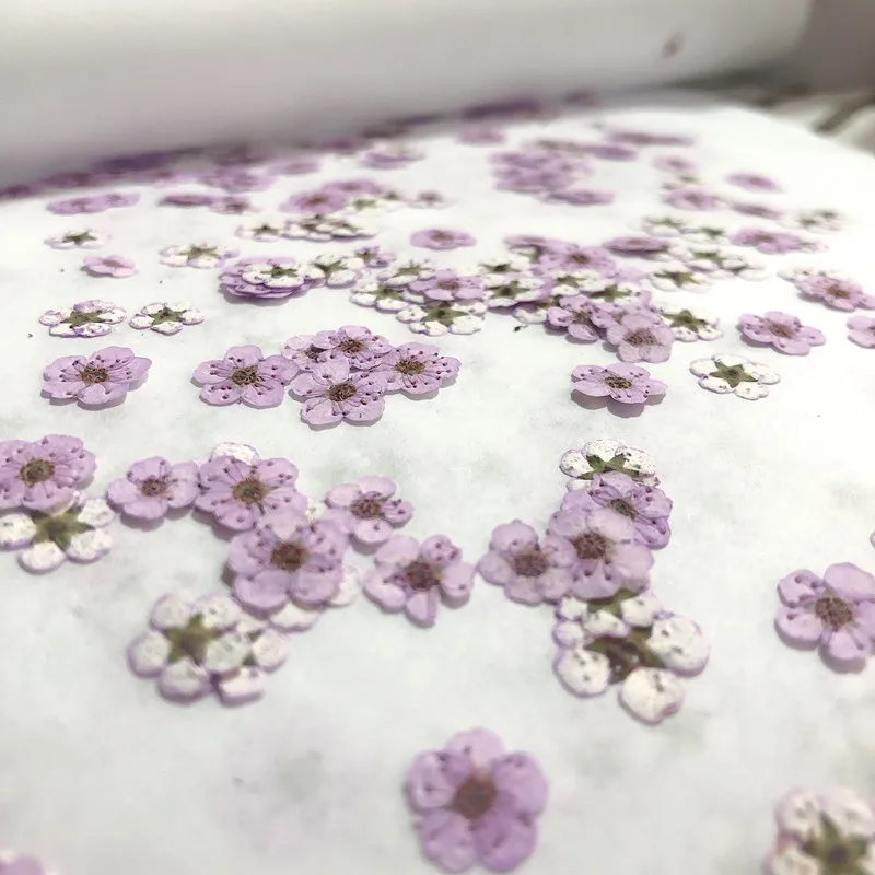 Pressed Mini Narcissus Dried F - Dried Flower Pressed บทวิจารณ์และราคา