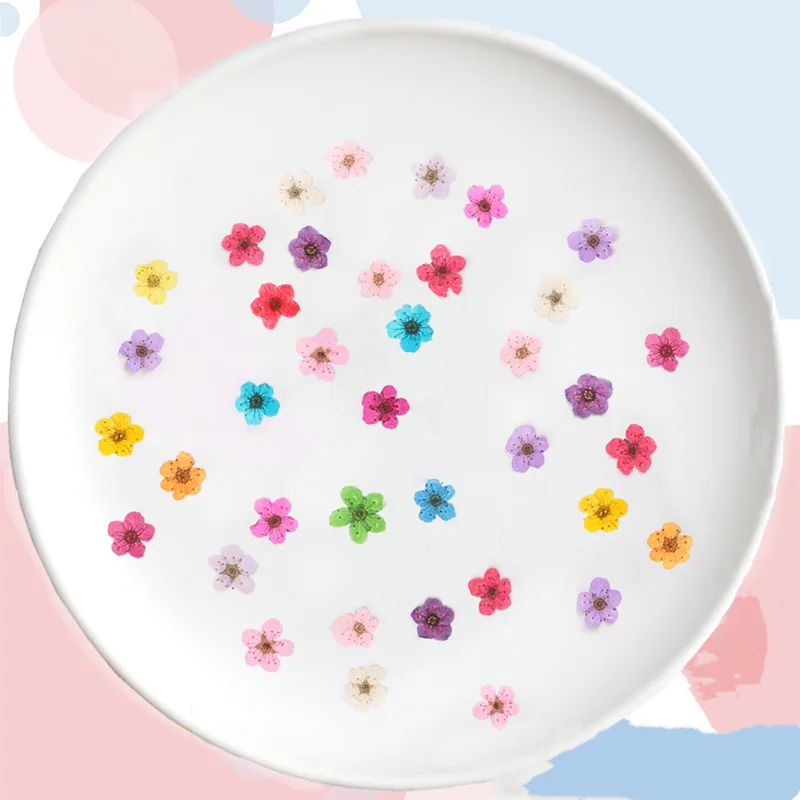 Pressed Mini Narcissus Dried F - Dried Flower Pressed บทวิจารณ์และราคา