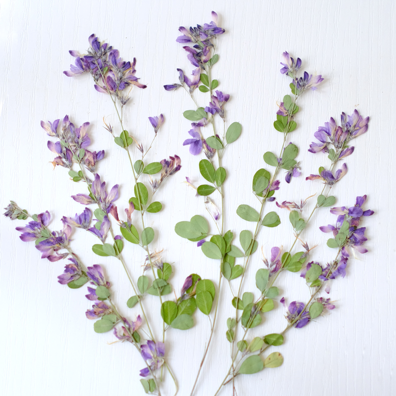 6pcs,nature Lespedeza Formosa  - Dried Flower Pressed บทวิจารณ์และราคา