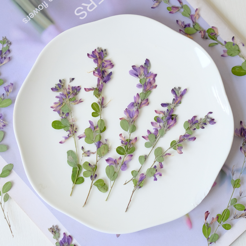 6pcs,nature Lespedeza Formosa  - Dried Flower Pressed บทวิจารณ์และราคา