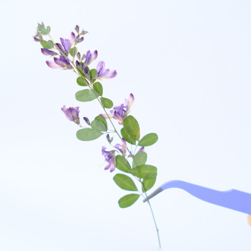 6pcs,nature Lespedeza Formosa  - Dried Flower Pressed บทวิจารณ์และราคา