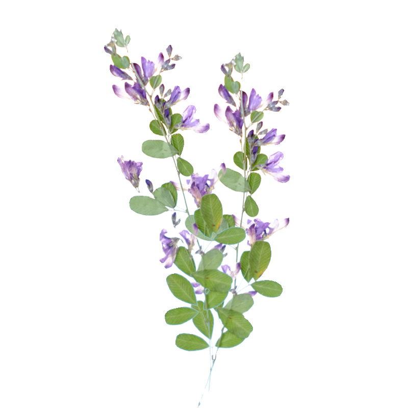 6pcs,nature Lespedeza Formosa  - Dried Flower Pressed บทวิจารณ์และราคา