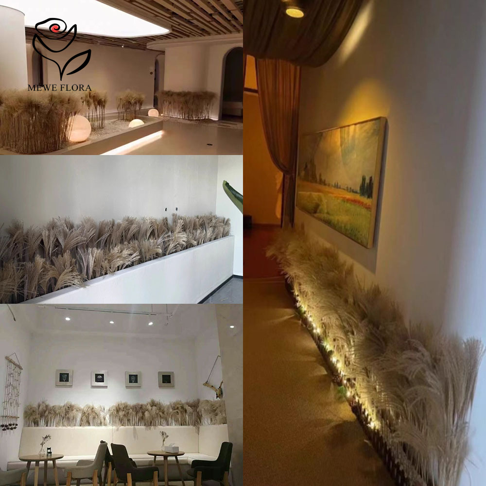 200PCS Natural Dried Fluffy Re - Dried Flower Pressed บทวิจารณ์และราคา