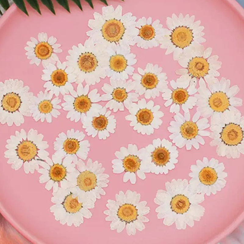 100Pcs Natural White Crystal C - Dried Flower Pressed บทวิจารณ์และราคา
