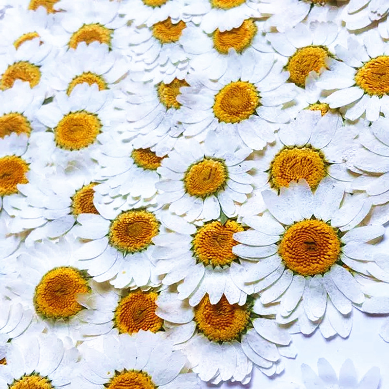 100Pcs Natural White Crystal C - Dried Flower Pressed บทวิจารณ์และราคา