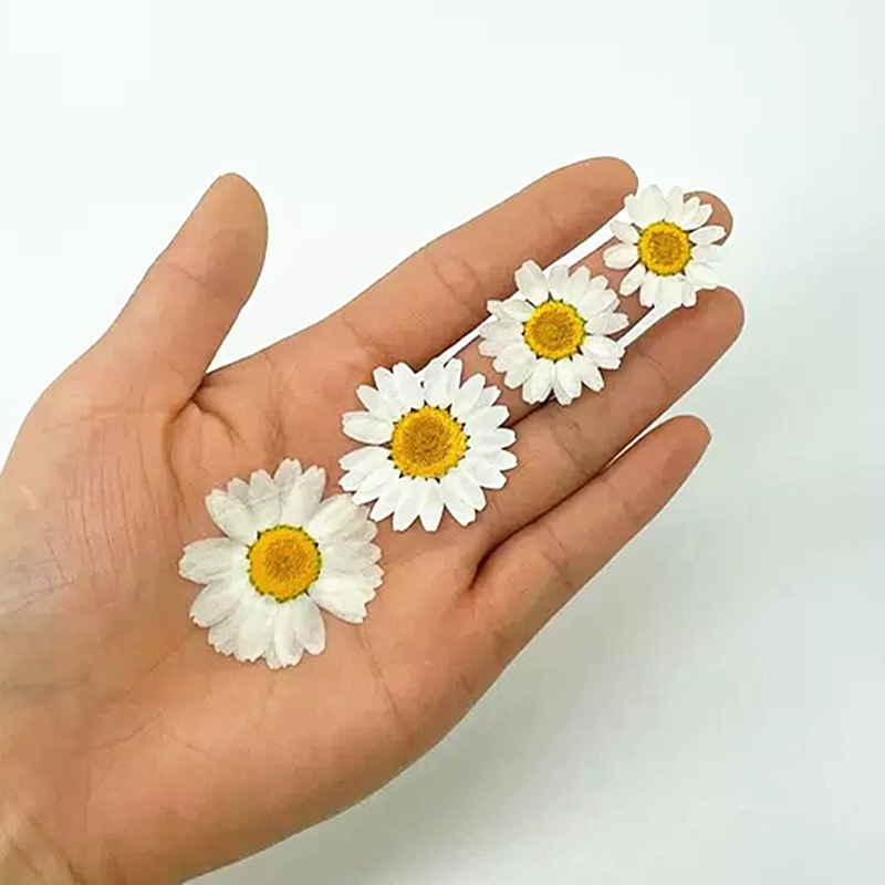 100Pcs Natural White Crystal C - Dried Flower Pressed บทวิจารณ์และราคา