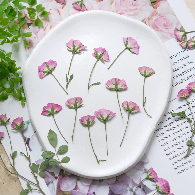 12pcs,Mini Pink Rose Pressed F - Dried Flower Pressed บทวิจารณ์และราคา