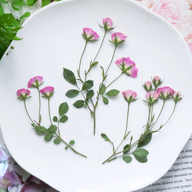 12pcs,Mini Pink Rose Pressed F - Dried Flower Pressed บทวิจารณ์และราคา