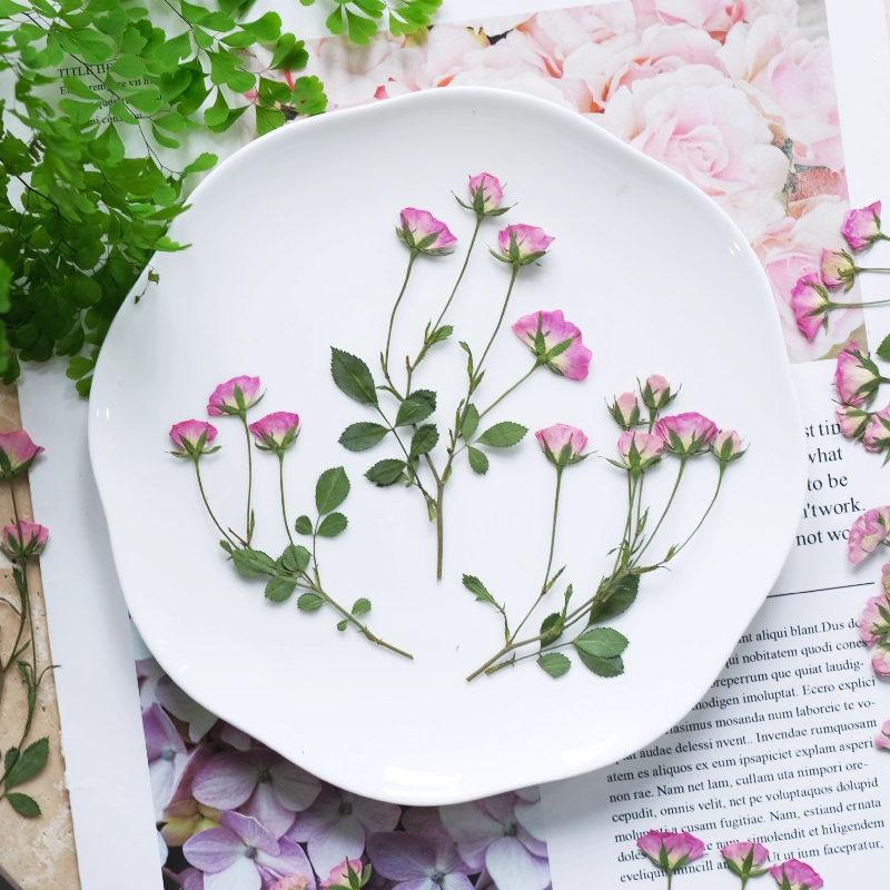 12pcs,Mini Pink Rose Pressed F - Dried Flower Pressed บทวิจารณ์และราคา