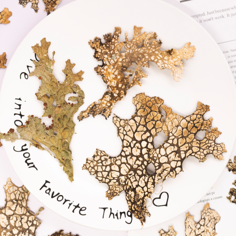 4pcs,Rare Bark Natural Pressed - Dried Flower Pressed บทวิจารณ์และราคา