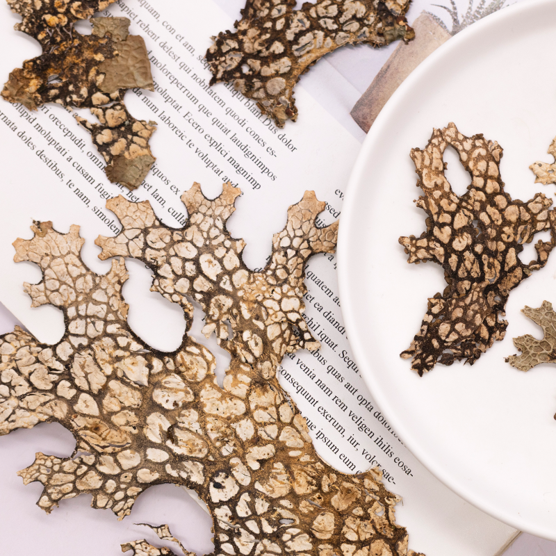 4pcs,Rare Bark Natural Pressed - Dried Flower Pressed บทวิจารณ์และราคา