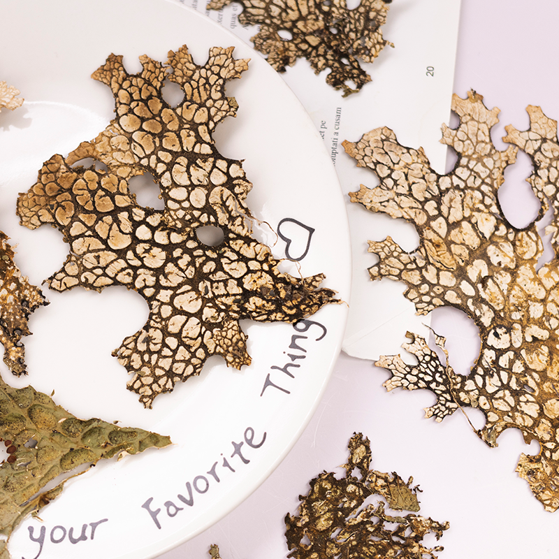 4pcs,Rare Bark Natural Pressed - Dried Flower Pressed บทวิจารณ์และราคา