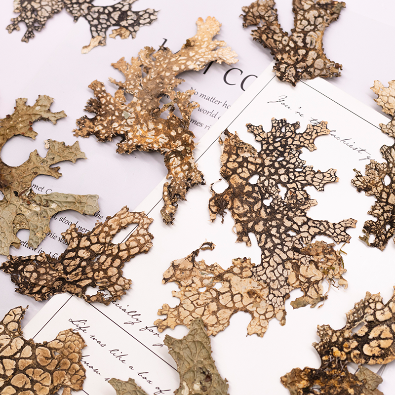 4pcs,Rare Bark Natural Pressed - Dried Flower Pressed บทวิจารณ์และราคา