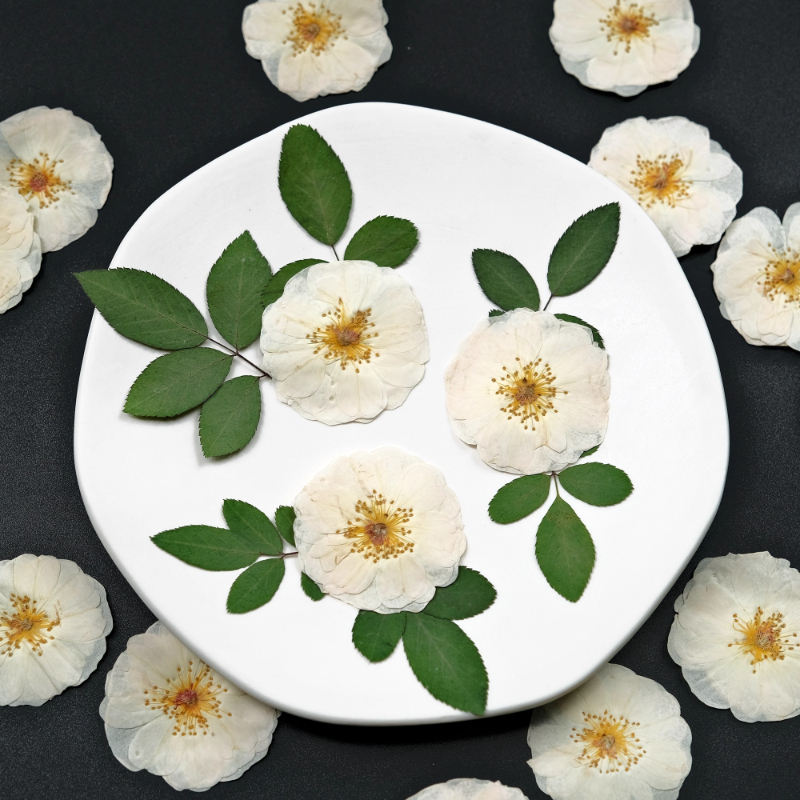 6pcs,9pcs,Nature White Rose Pr - Dried Flower Pressed บทวิจารณ์และราคา