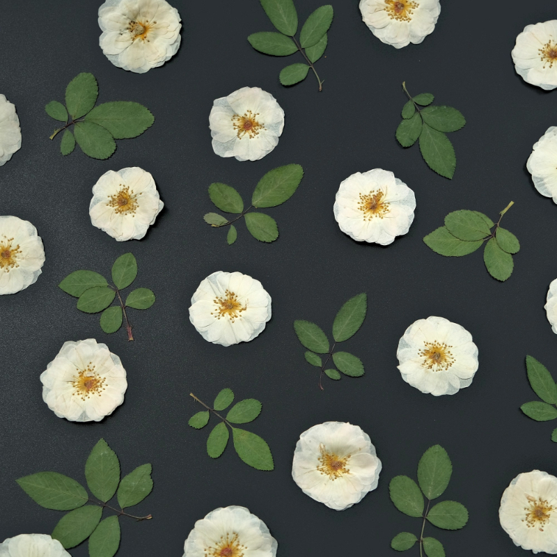 6pcs,9pcs,Nature White Rose Pr - Dried Flower Pressed บทวิจารณ์และราคา