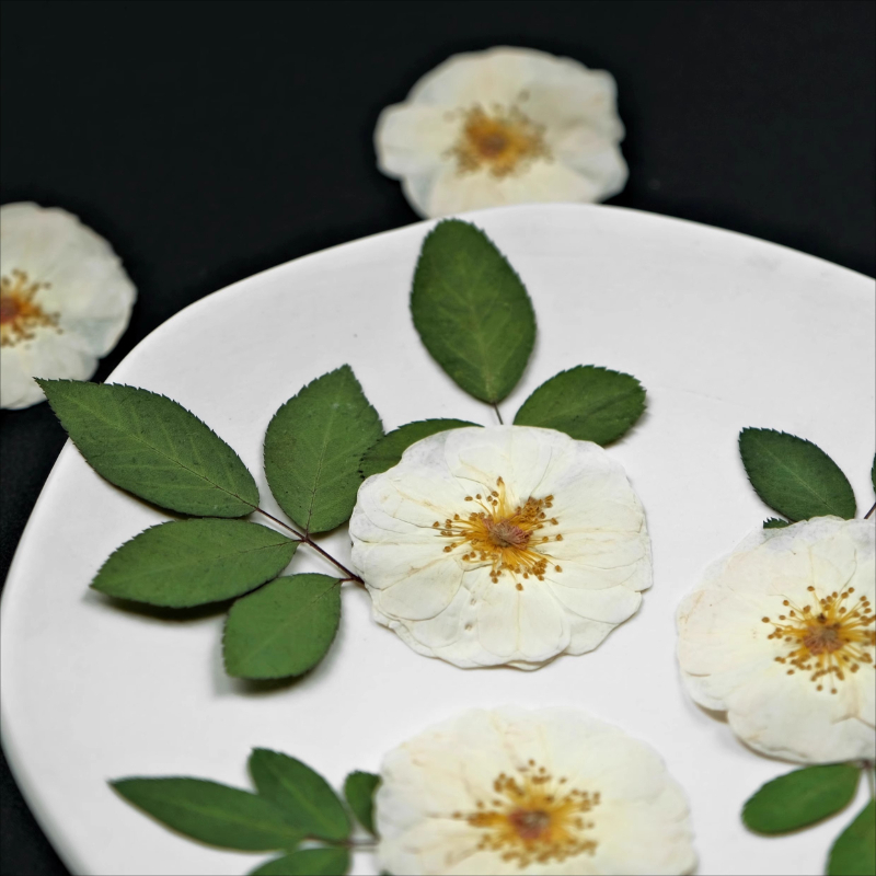 6pcs,9pcs,Nature White Rose Pr - Dried Flower Pressed บทวิจารณ์และราคา