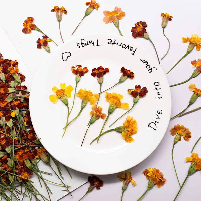 100Pcs Marigold Real Flower Pr - Dried Flower Pressed บทวิจารณ์และราคา