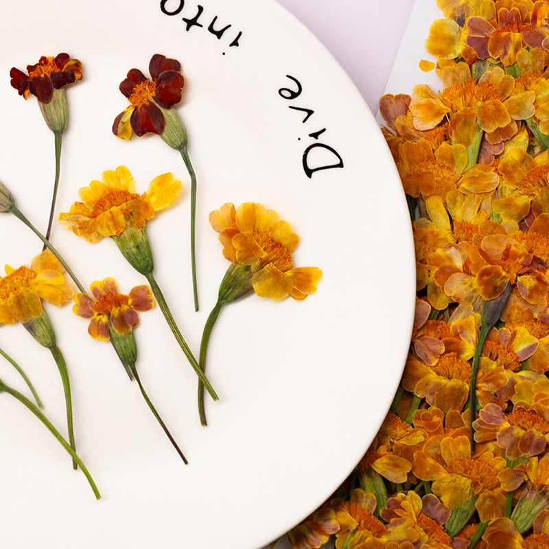 100Pcs Marigold Real Flower Pr - Dried Flower Pressed บทวิจารณ์และราคา