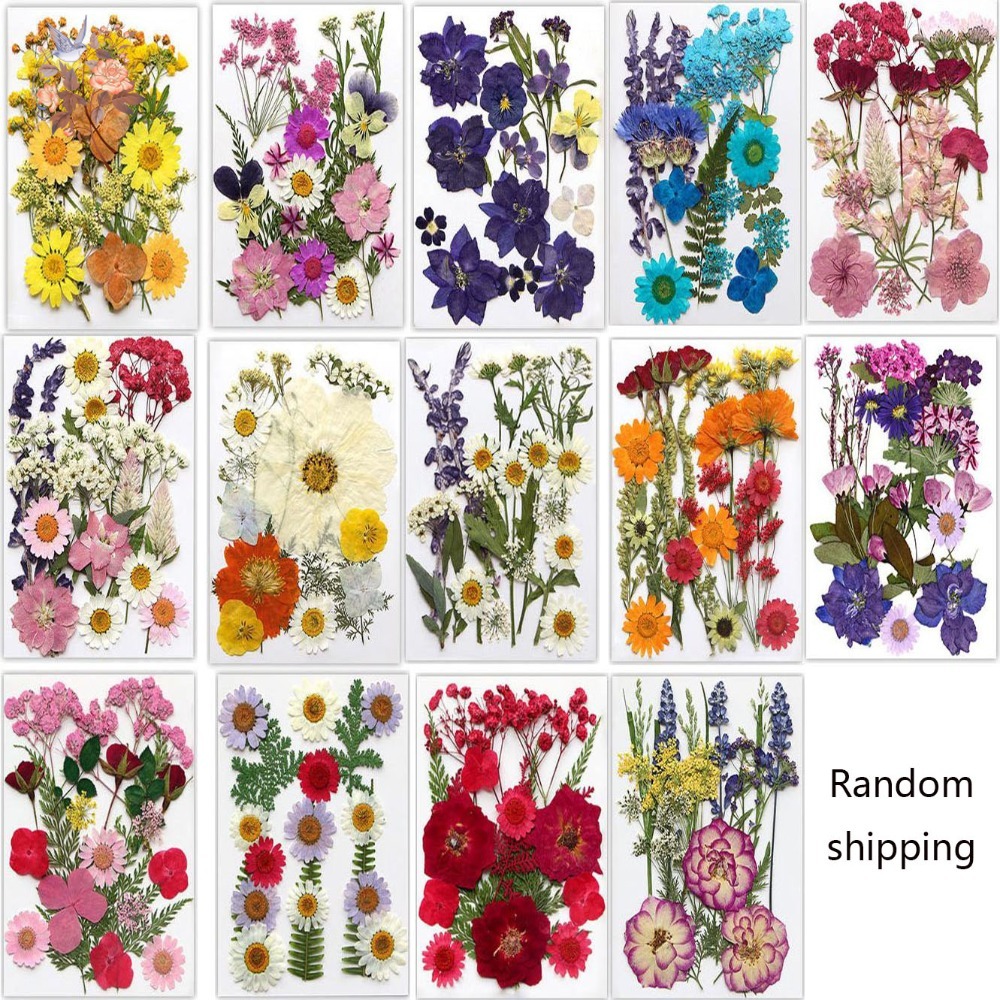 Handmade Pressed Dried Flowers - Dried Flower Pressed บทวิจารณ์และราคา
