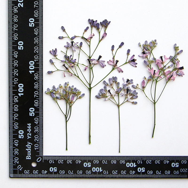 60Pcs Neem Tree Flower Branche - Resin Art And Jewelry บทวิจารณ์และราคา