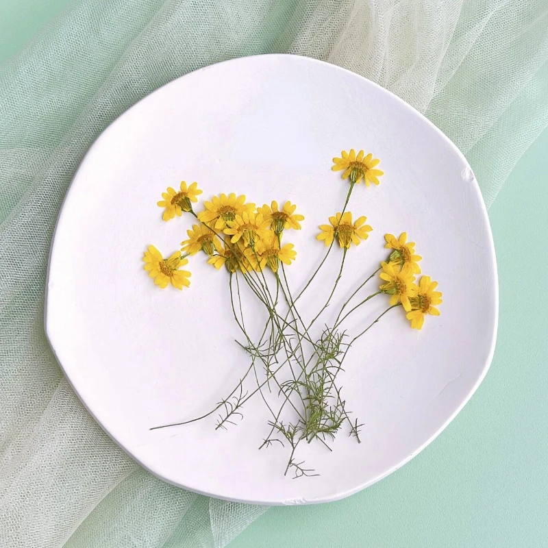 6-10cm/24pcs,Nature Pressed Ch - Dried Flower Pressed บทวิจารณ์และราคา