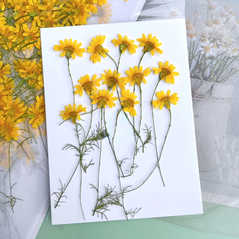 6-10cm/24pcs,Nature Pressed Ch - Dried Flower Pressed บทวิจารณ์และราคา