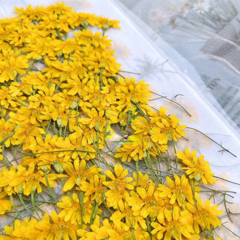 6-10cm/24pcs,Nature Pressed Ch - Dried Flower Pressed บทวิจารณ์และราคา