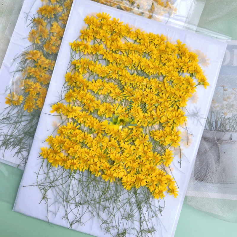 6-10cm/24pcs,Nature Pressed Ch - Dried Flower Pressed บทวิจารณ์และราคา