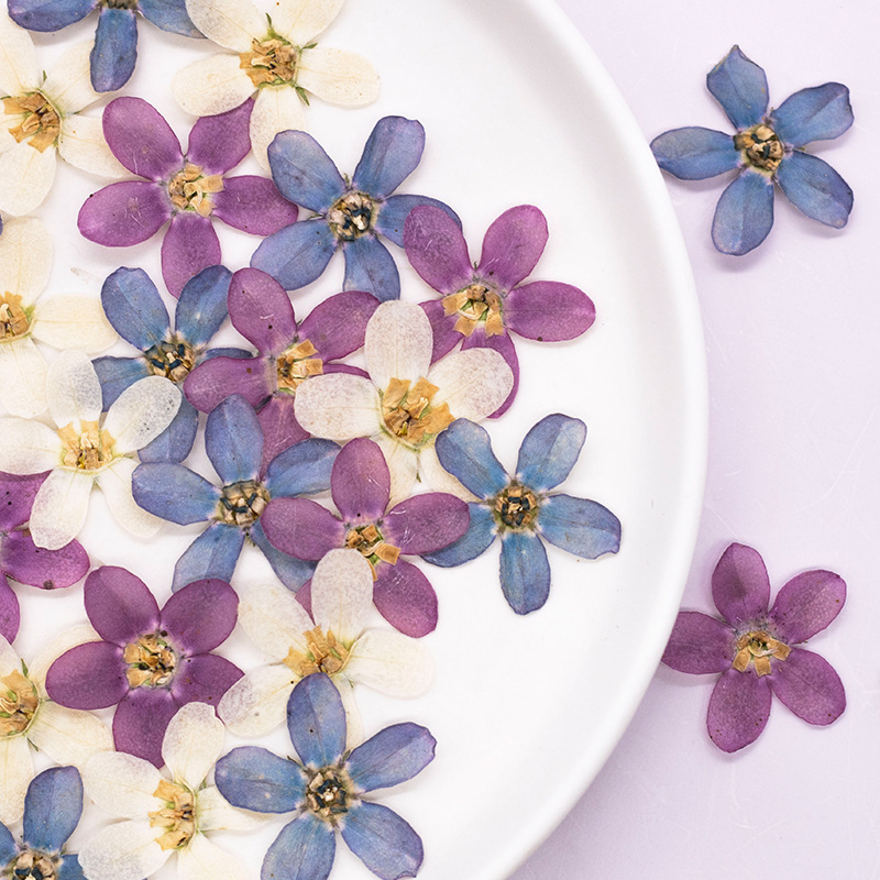 12pcs,Pressed Blue Star Flower - Dried Flower Pressed บทวิจารณ์และราคา