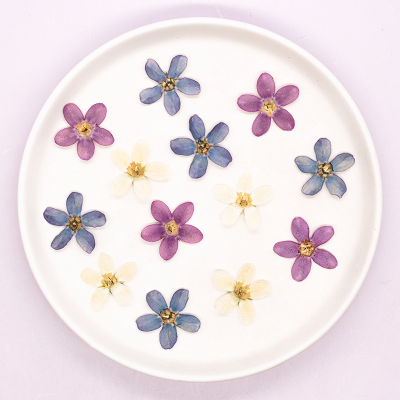 12pcs,Pressed Blue Star Flower - Dried Flower Pressed บทวิจารณ์และราคา