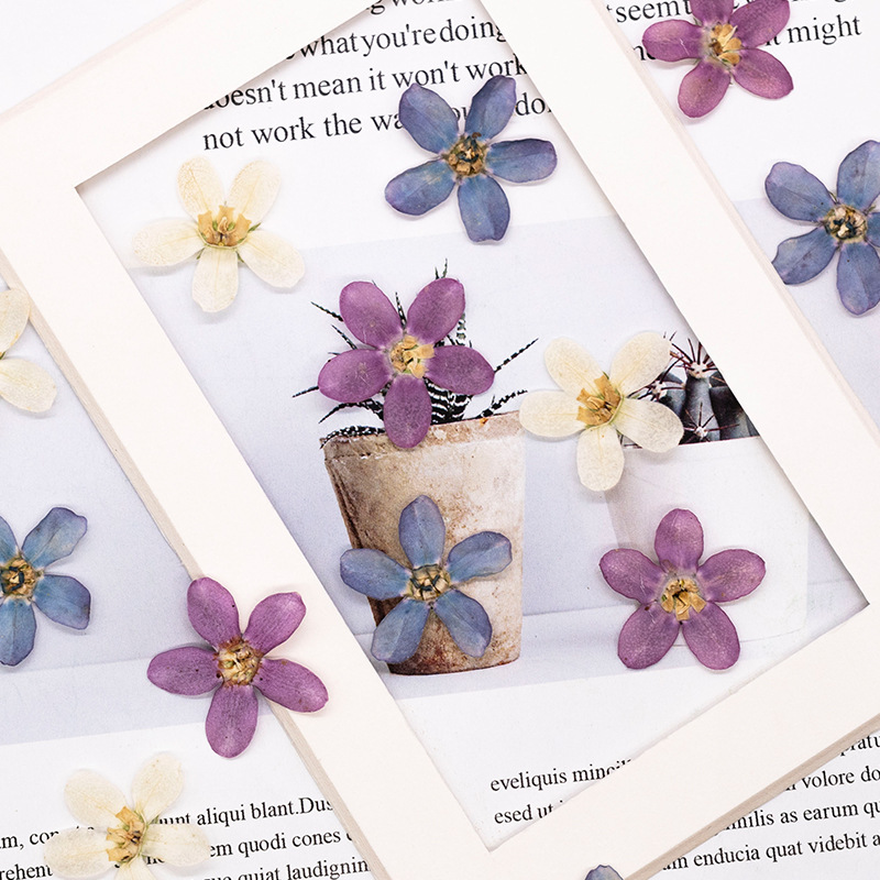 12pcs,Pressed Blue Star Flower - Dried Flower Pressed บทวิจารณ์และราคา