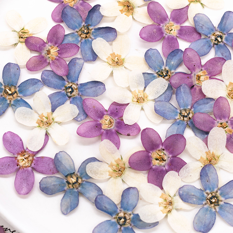 12pcs,Pressed Blue Star Flower - Dried Flower Pressed บทวิจารณ์และราคา