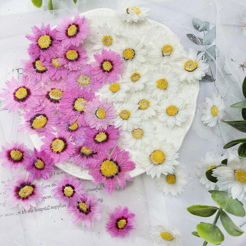 24pcs/2-4CM,Natural Pressed Fl - Dried Flower Pressed บทวิจารณ์และราคา