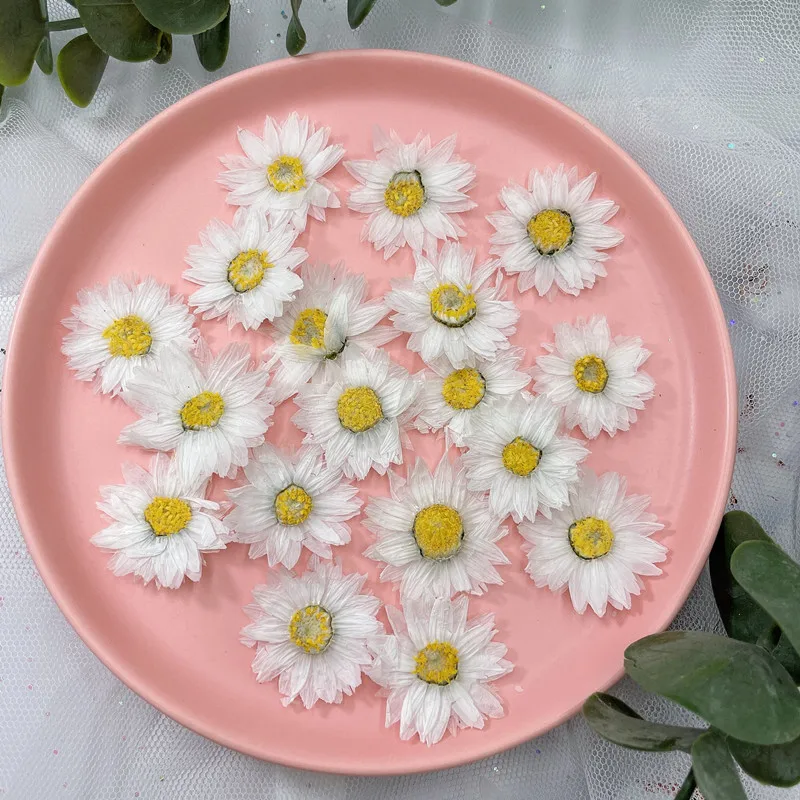 24pcs/2-4CM,Natural Pressed Fl - Dried Flower Pressed บทวิจารณ์และราคา