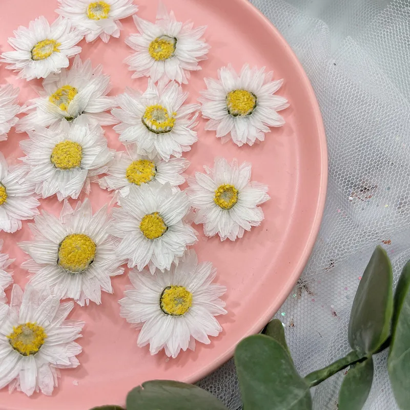 24pcs/2-4CM,Natural Pressed Fl - Dried Flower Pressed บทวิจารณ์และราคา