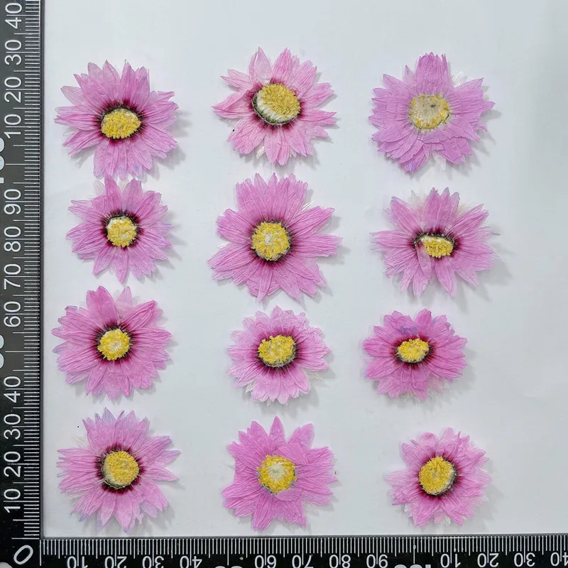 24pcs/2-4CM,Natural Pressed Fl - Dried Flower Pressed บทวิจารณ์และราคา
