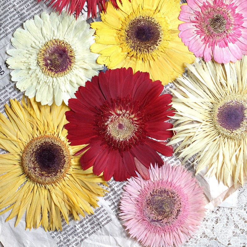 1pcs/7-9cm,Pressed Gerbera Dri - Dried Flower Pressed บทวิจารณ์และราคา