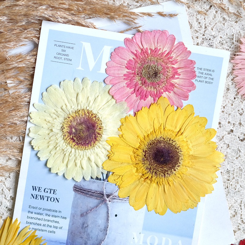 1pcs/7-9cm,Pressed Gerbera Dri - Dried Flower Pressed บทวิจารณ์และราคา