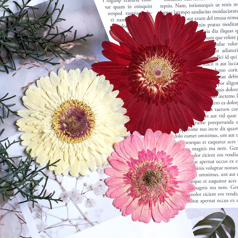 1pcs/7-9cm,Pressed Gerbera Dri - Dried Flower Pressed บทวิจารณ์และราคา